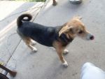 Dogs MIX  TERRIER