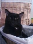 Cats Black cat with a little of white