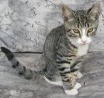 Cats Unknown Mix