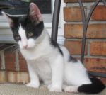 Cats Unknown Mix