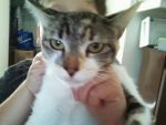 Cats domestic
