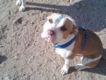 Dogs Pit bull