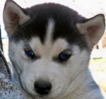 Dogs Siberian Husky