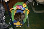 Cats dsh