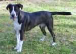Dogs Terrier