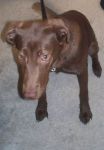 Dogs Chocolate Lab Mix