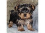 Dogs yorkie