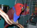 Birds  	 Female Solomon Island Eclectus