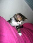 Cats Long haired tabby