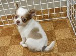 Dogs Potty Trained Gorgeous Teacup Chiahuahua Puppy For Adoption