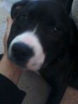 Dogs pit bull