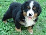Dogs kennel mountain dog purbreed