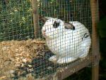 Rabbits Im not really sure