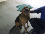 Dogs German shepard mixed