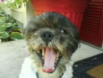 Dogs 3yr ShihTzu. Akc Champion MaleFor Breeding