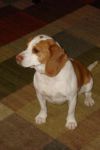 Dogs Golden beagle