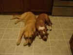 Dogs Golden Retriever and Pitt Bull