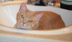 Cats Domestic