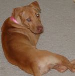 Dogs Labrador/Pit Bull