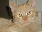 Cats orange tabby