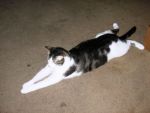 Cats domestic
