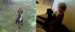 Dogs Balck lab