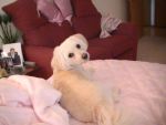 Dogs Pompoo