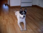 Dogs Aussie Shepherd Mix
