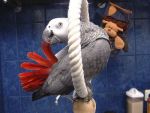 Birds African Grey parrot