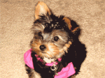 Dogs Tiny Teacup Yorkie Puppy For Go!!!
