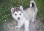 Dogs Pue Breed Alaskan Malamute Puppy For Adoption
