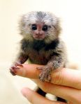 Other capuchin monkeys