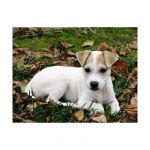 Dogs jack Russell