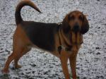 Dogs Bloodhound