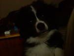 Dogs small border collie