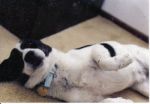 Dogs Beagle Mix
