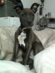 Dogs Mix 