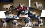 Dogs Cocker Pug