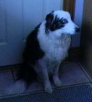 Dogs Border Collie