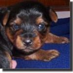 Dogs PUREBRED Yorkie puppies - born 2/17 have 2 girls available