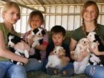 Dogs BORDER COLLIES