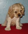 Dogs Cocker spaniel