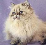 Cats Himalayan