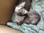 Cats domestic
