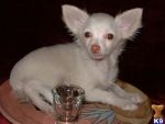 Dogs chihuahua