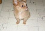 Dogs chihuahua