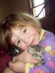 Cats American Kitten