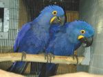 Birds Hyacinth Macaw