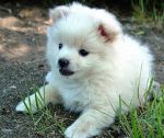 Dogs Pomeranian puppy for rehome
