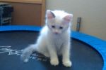Cats Snowshoe-White